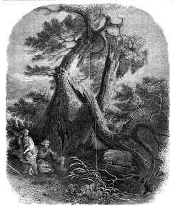 Näyte puukaiverruksesta, Nioben lasten kuolema, ...1844.