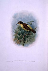 Loboparadisea serica, Waterbilled Bird of Paradise (väri litho) tekijältä W. and Keulemans J.G. Hart