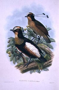 Kuningatar Carolan kuusijohtoinen paratiisin lintu (värinen lito) tekijältä W. and Keulemans J.G. Hart
