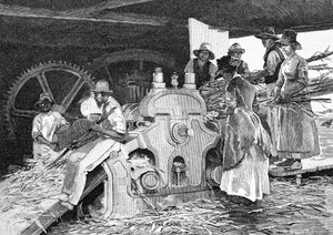 Murskata keppi, 1886. tekijältä W. Mollier