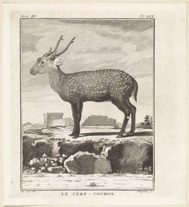 Hert Le Cerf-Cochon (otsikko esineessä) tekijältä W. Tringham