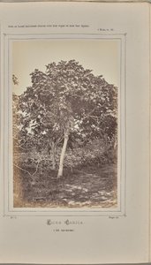 Ficus carica, Nizzassa (Alpes-Maritimes). tekijältä W. de Bray