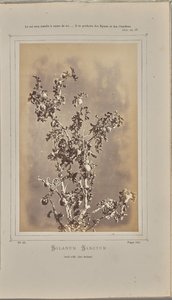 Solanum sanctum, cuelli Èzessä (Alpes-Maritimes). tekijältä W. de Bray