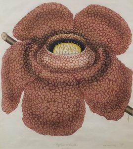 Rafflesia arnoldiin kukka tekijältä Waldell