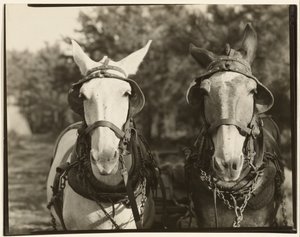 [Kaksi muulia, Hale County, Alabama]