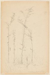 Tutkimus luonnonvaraisista kasveista, Fordham Heights