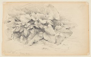 Study of a Plant, West 86th Street