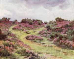 Uusi metsä: Bell Heather Setley Plainilla (väri litho)