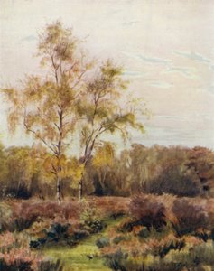 Uusi metsä: Rushpole Common, lähellä Lyndhurstin kilparataa tekijältä Walter Frederick Roofe Tyndale