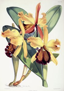 Cattleya Dowiana, n. 1862-1877