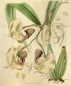 Coryanthes maculata tekijältä Walter Hood Fitch