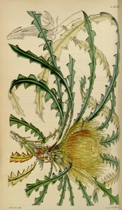 Curtisin kasvitieteellinen aikakauslehti - levy 4633 - Dryandra nobilis