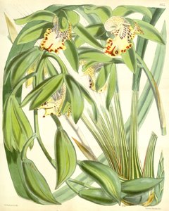 Cymbidium hookerianum tekijältä Walter Hood Fitch