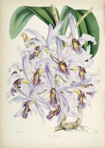 Schomburgkia superbiens (Orig. Laelia superbiens) -kasvin kuva.