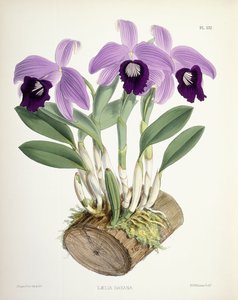 Laelia Dayana, n. 1882-1897