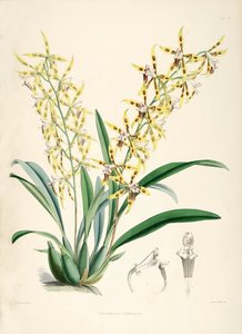 Odontoglossum lindleyanum tekijältä Walter Hood Fitch