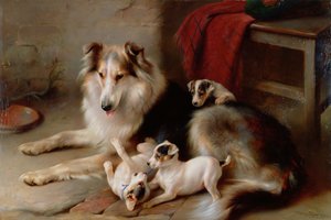 Collie kettuterrieripentujen kanssa, 1913