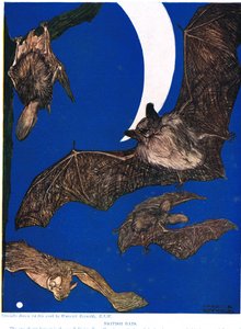 British Bats, kuvitus julkaisusta "The New Natural History", kirjoittanut John Arthur Thompson (1861-1933), julkaisija G.P. Putnamin pojat, 1926