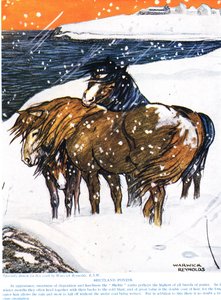 Shetland Ponies, kuvitus julkaisusta "The New Natural History", John Arthur Thompson (1861-1933), julkaisija G.P. Putnamin pojat, 1926