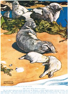 Harmaa sinetti, kuvitus julkaisusta "The New Natural History", kirjoittanut John Arthur Thompson (1861-1933), julkaisija G.P. Putnamin pojat, 1926