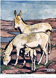 The Onager, The New Natural History, John Arthur Thompson (1861-1933), julkaisija G.P. Putnamin pojat, 1926