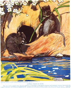 Vesimyyrät kotona, kuvitus julkaisusta "The New Natural History", kirjoittanut John Arthur Thompson (1861-1933), julkaisija G.P. Putnamin pojat, 1926