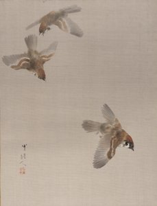 Sparrows Flying, n. 1887.