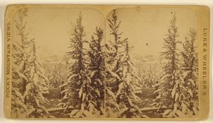 [Puut lumella, Leadville, Colorado] tekijältä Wellington O. Luke and Dansford Noble Wheeler