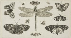 Sudenkorento, leppäkerttuja ja perhosia, kirjasta Diversae Insectorum...Figurae tekijältä Wenceslaus Hollar
