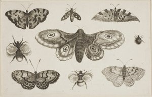 Koi, perhoset ja mehiläiset tekijältä Wenceslaus Hollar