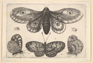 Koi, kolme perhosta ja kaksi kovakuoriaista, 1646. tekijältä Wenceslaus Hollar