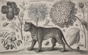 Eläimet ja kasvit: Leopardi kasvien ja hyönteisten kanssa tekijältä Wenceslaus Hollar