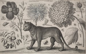 Eläimet ja kasvit: Leopardi kasvien ja hyönteisten kanssa, 1662. tekijältä Wenceslaus Hollar