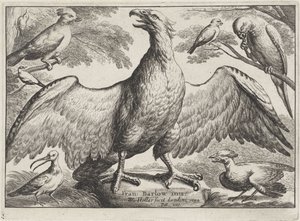 Kotka Erilaisia ​​lintuja (sarjan nimi) tekijältä Wenceslaus Hollar