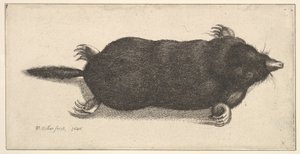 Kuollut myyrä, 1646. tekijältä Wenceslaus Hollar