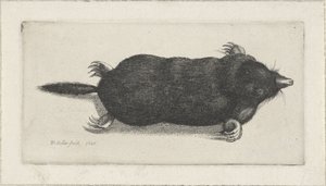 kuollut myyrä tekijältä Wenceslaus Hollar
