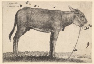 Aasi, 1649. tekijältä Wenceslaus Hollar