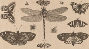Sudenkorento, leppäkerttu ja perhoset. tekijältä Wenceslaus Hollar