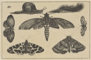 Kolme yöperhosta, perhosia, kovakuoriainen, etana ja toukka Erilaisia ​​hyönteisiä (sarjan nimi) Diversae Insectorum (sarjan nimi) tekijältä Wenceslaus Hollar