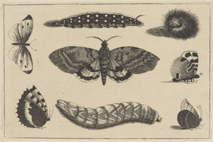 Kolme toukkaa, koi ja neljä perhosta Erilaisia ​​hyönteisiä (sarjan nimi) Diversae Insectorum (sarjan nimi) tekijältä Wenceslaus Hollar