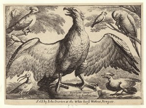 Kotka ja muut linnut tekijältä Wenceslaus Hollar