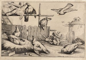 Kahdeksan kyyhkystä. Valtio 1 tekijältä Wenceslaus Hollar