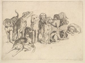 Yksitoista koiraa, 1625-77. tekijältä Wenceslaus Hollar