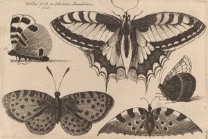 Viisi perhosta, 1646. tekijältä Wenceslaus Hollar