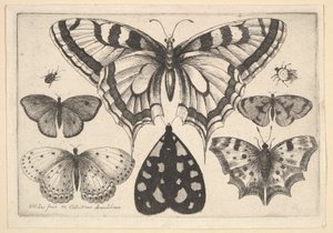 Viisi perhosta, koi ja kaksi kovakuoriaista, 1646. tekijältä Wenceslaus Hollar