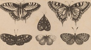 Viisi perhosta ja koi. tekijältä Wenceslaus Hollar