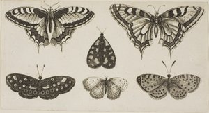 Viisi perhosta ja koi tekijältä Wenceslaus Hollar