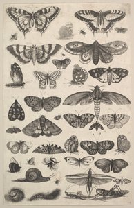 Neljäkymmentäyksi hyönteistä, mukaan lukien koit ja perhoset, 1625-77. tekijältä Wenceslaus Hollar