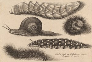 Neljä toukkaa ja etana, 1646. tekijältä Wenceslaus Hollar