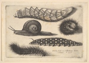 Neljä toukkaa ja etana, 1646. tekijältä Wenceslaus Hollar